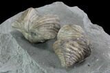 Pair Of Fossil Brachiopods (Platystrophia) - Indiana #95956-3